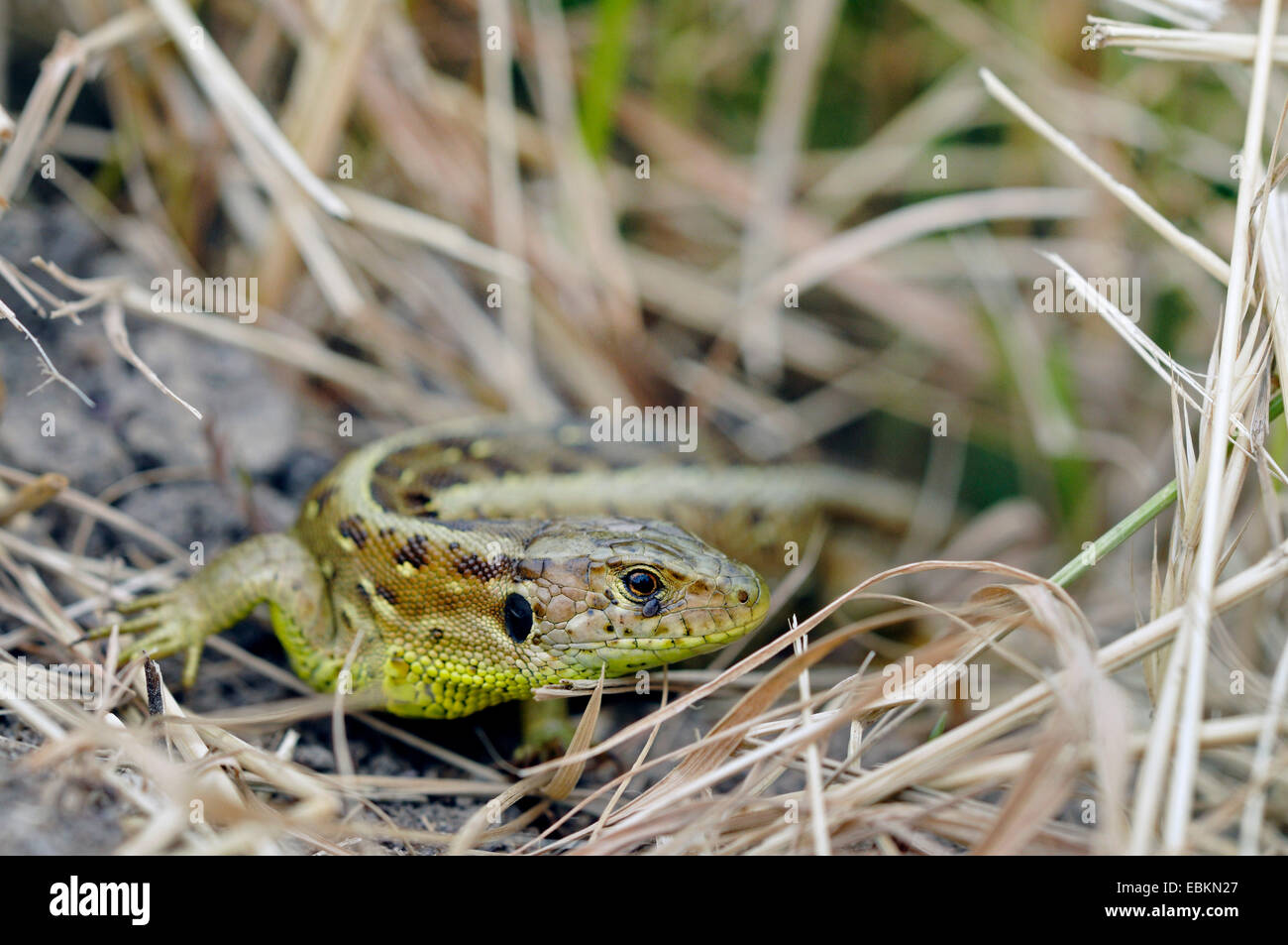 Lagarto de arena (Lacerta agilis), hembra delante de retiro, Alemania Foto de stock