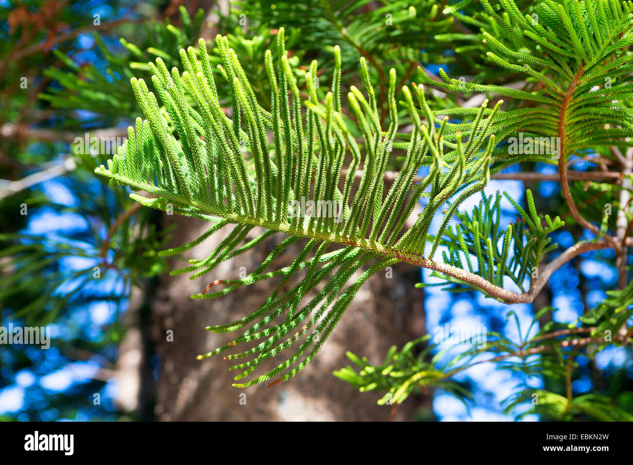 Araucaria (Araucaria, Hoop Pine spec.), Araucarias, en Fremantle, Australia Occidental, Australia Fremantle Foto de stock