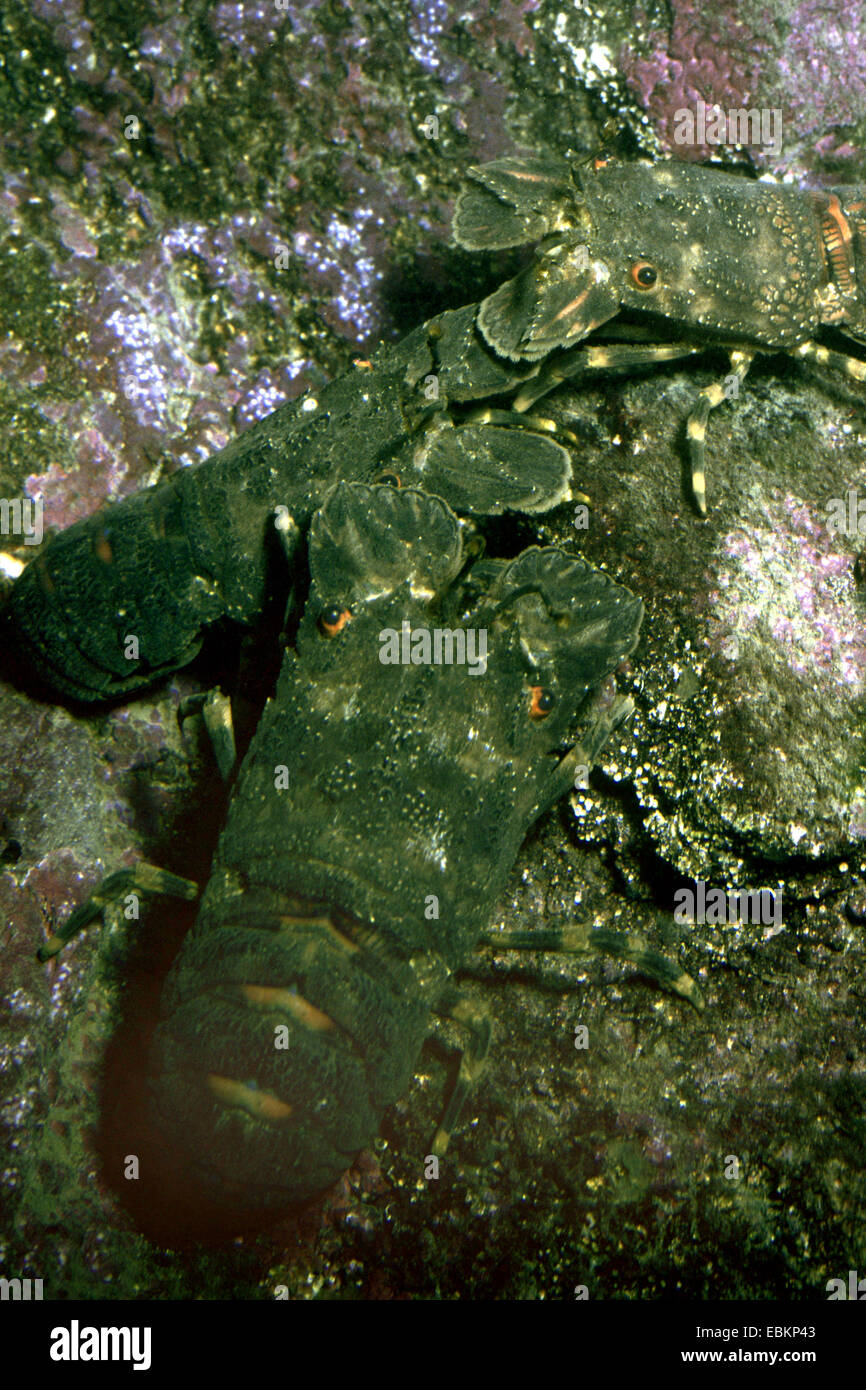 Pequeña langosta, bogavante Europeo Europeo pequeño zapatilla langosta, bogavante zapatilla menor (Scyllarus arctus), en piedra con algas Foto de stock