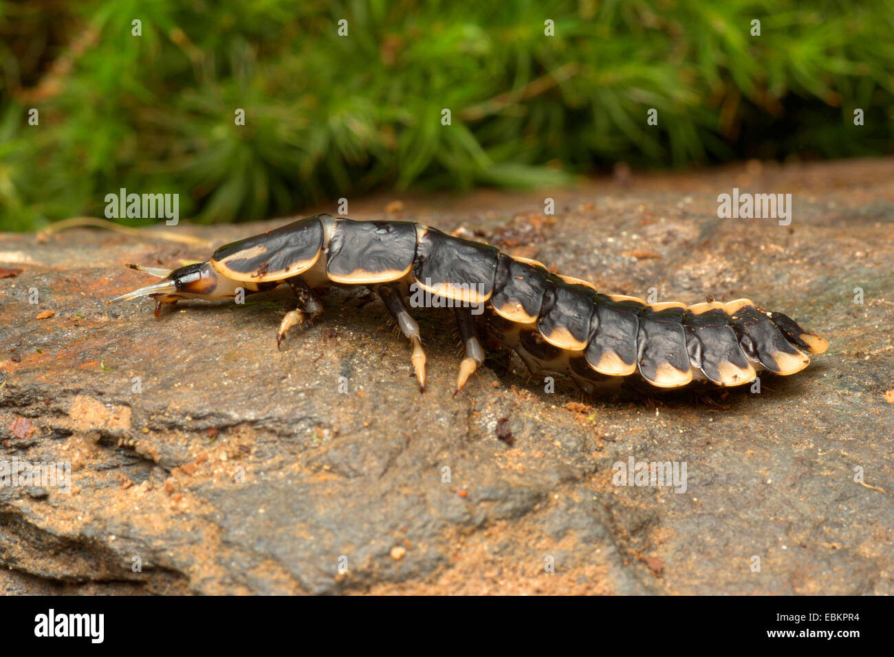 Trilobite escarabajo (Duliticola spec.), caminar sobre roca Foto de stock