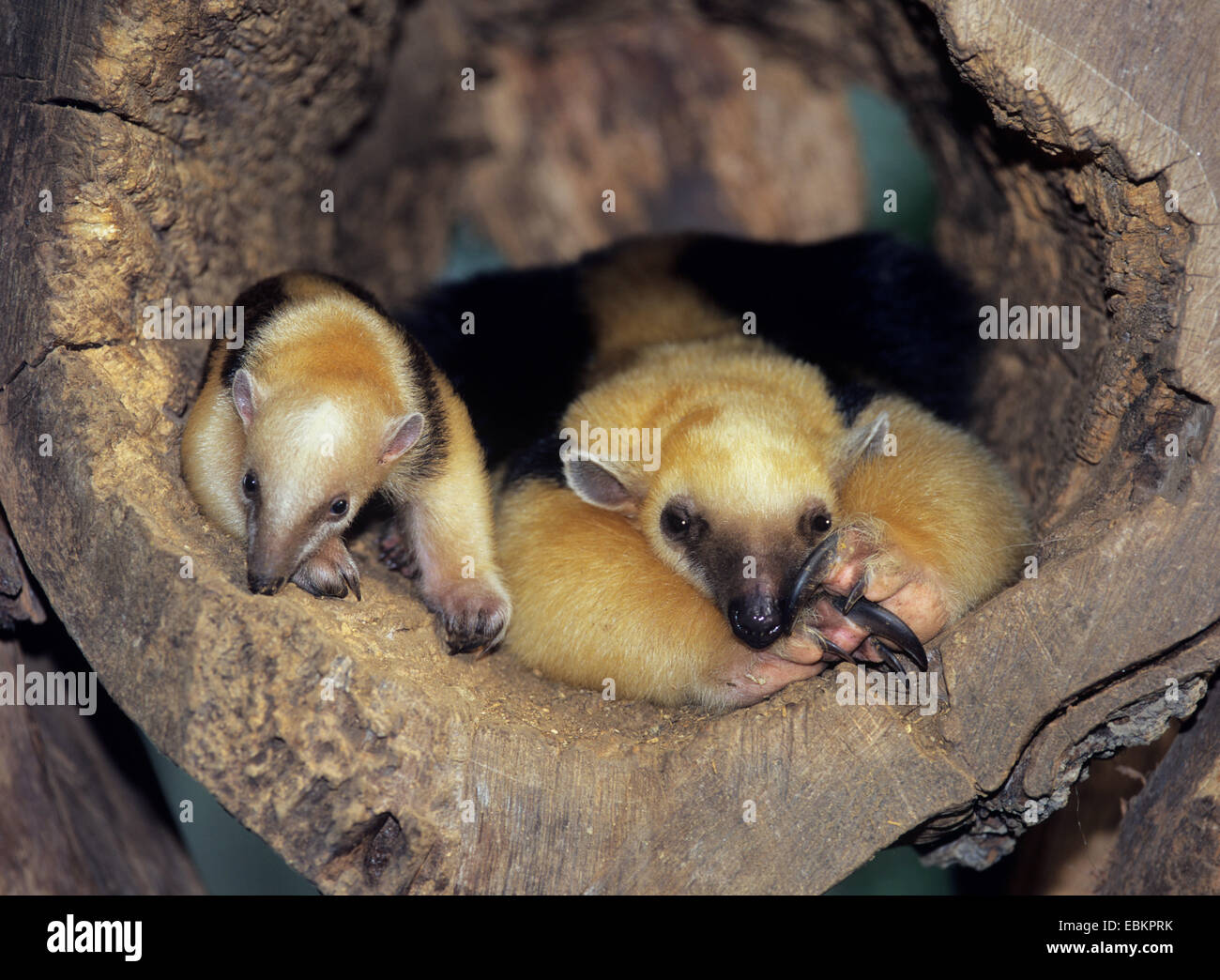 El oso melero (Tamandua tetradactyla), madre y niño yaciendo juntos en un agujero de árbol Foto de stock