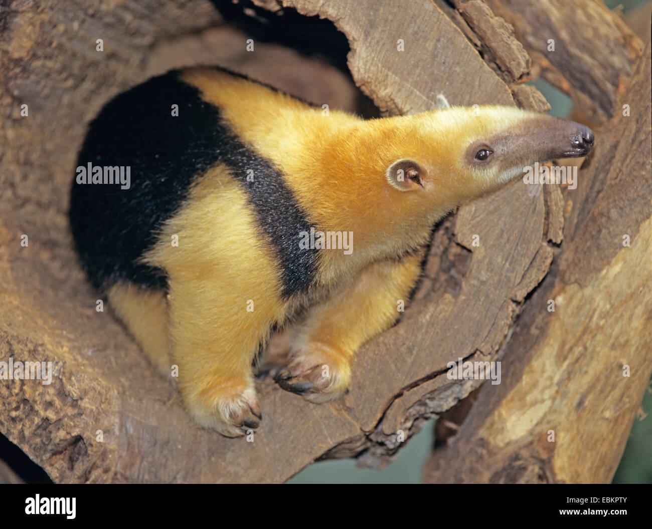 El oso melero (Tamandua tetradactyla), el animal joven saliendo de un agujero de árbol Foto de stock