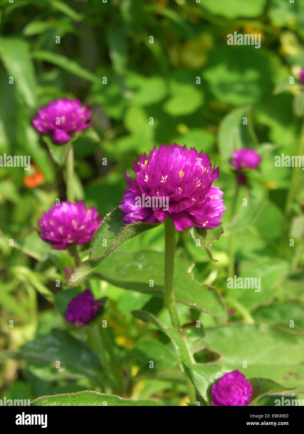 Globo de amaranto (Gomphrena globosa), floreciendo Foto de stock