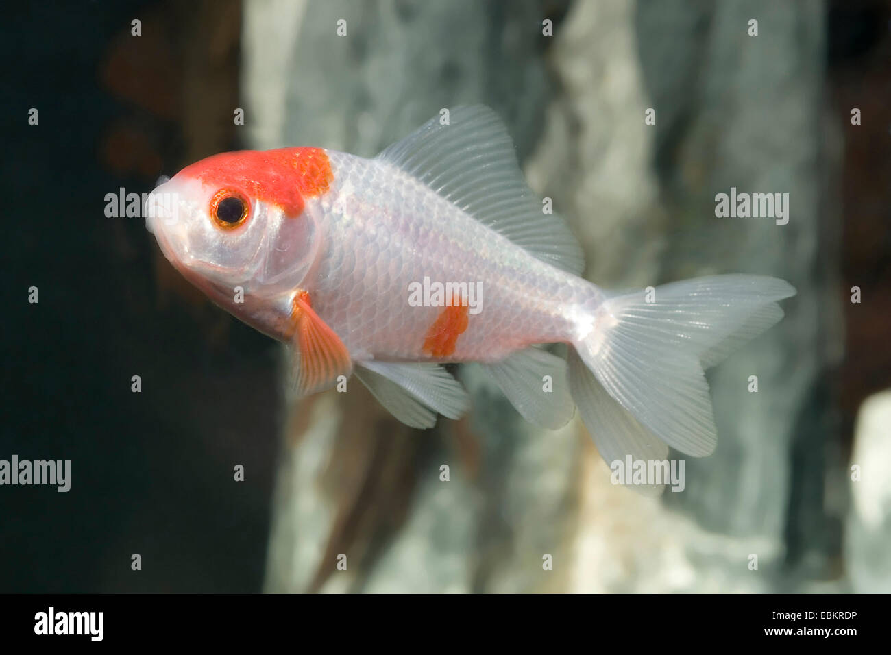 Goldfish, carpa común (Carassius auratus), raza Sarasa-doubletail Foto de stock