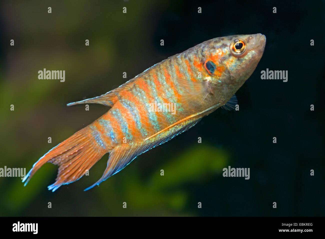 Paraíso (Macropodus opercularis pez), retrato de longitud completa Foto de stock