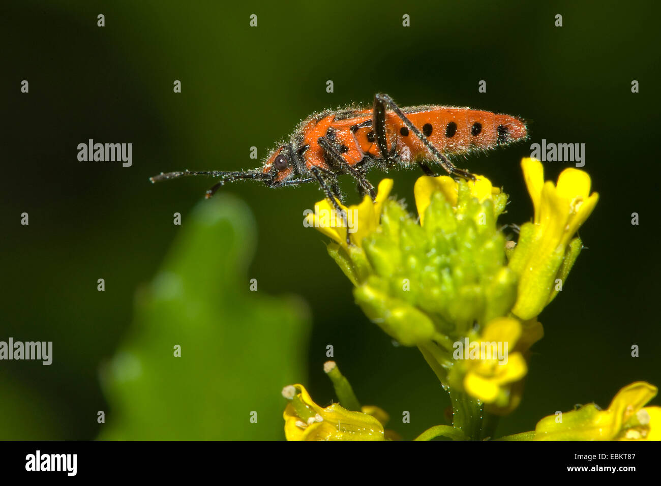 Fire bug (Corizus hyoscyami), sentados en sus flores amarillas, Alemania Foto de stock