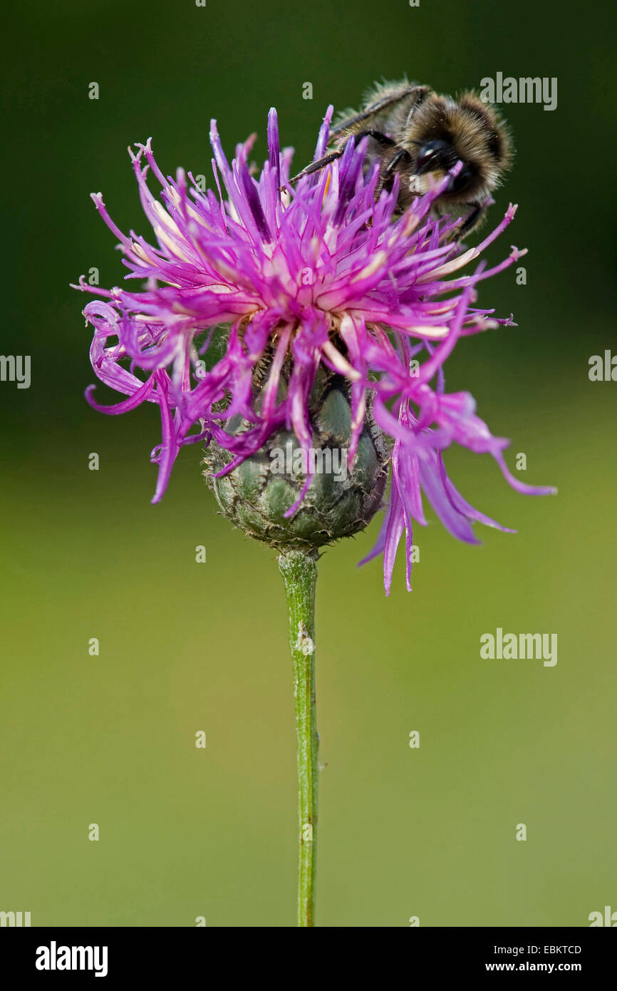 Mayor mala hierba (Centaurea scabiosa) Inflorescencia con abejorro, Alemania Foto de stock