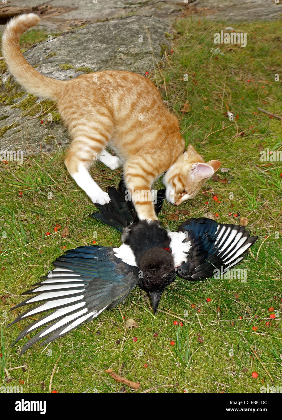 Urraca bird intenta escapar de un gato. Foto de stock