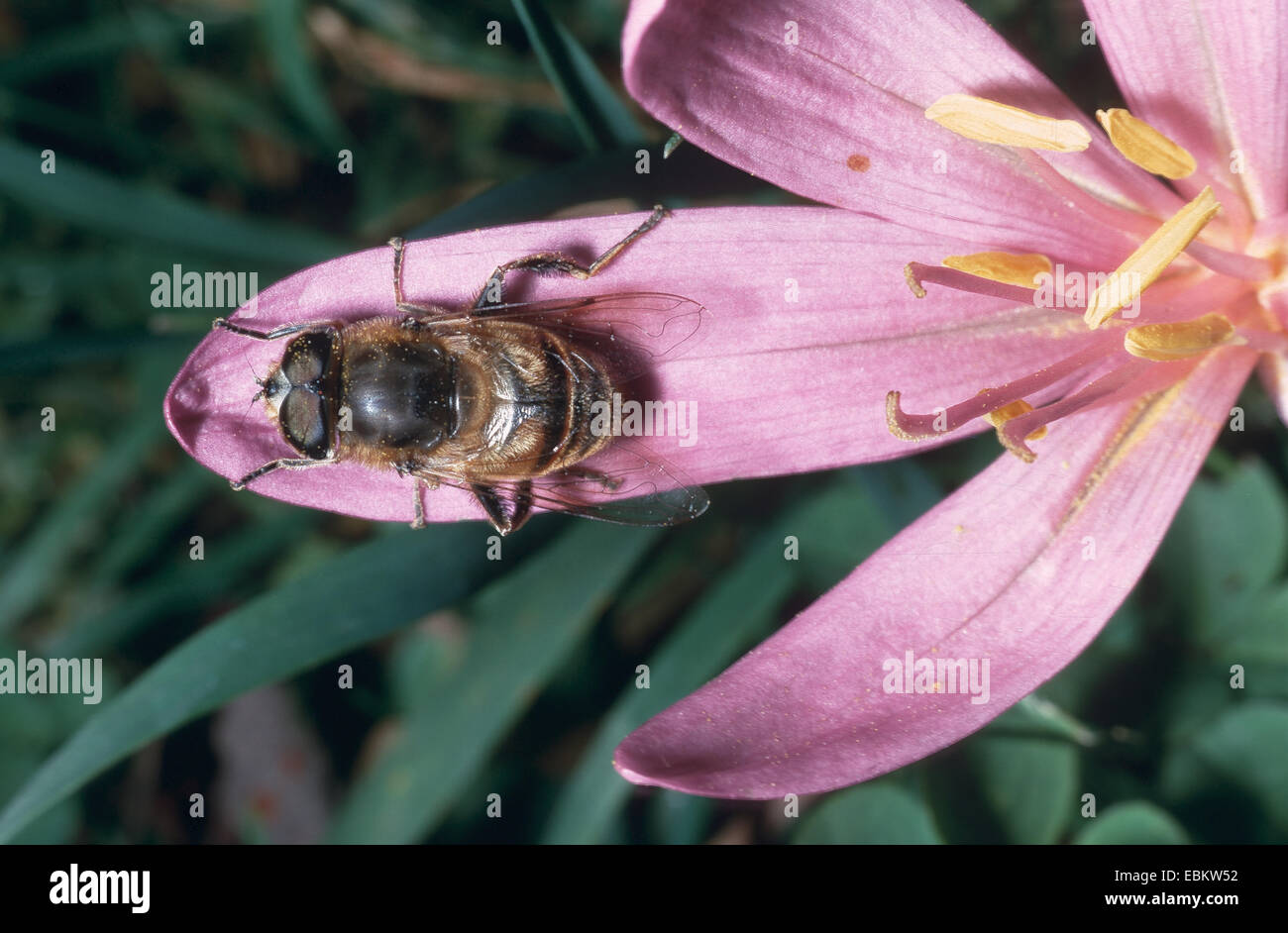 Vuelo del dron (Eristalis tenax), patrón imitando abeja drone, Alemania Foto de stock