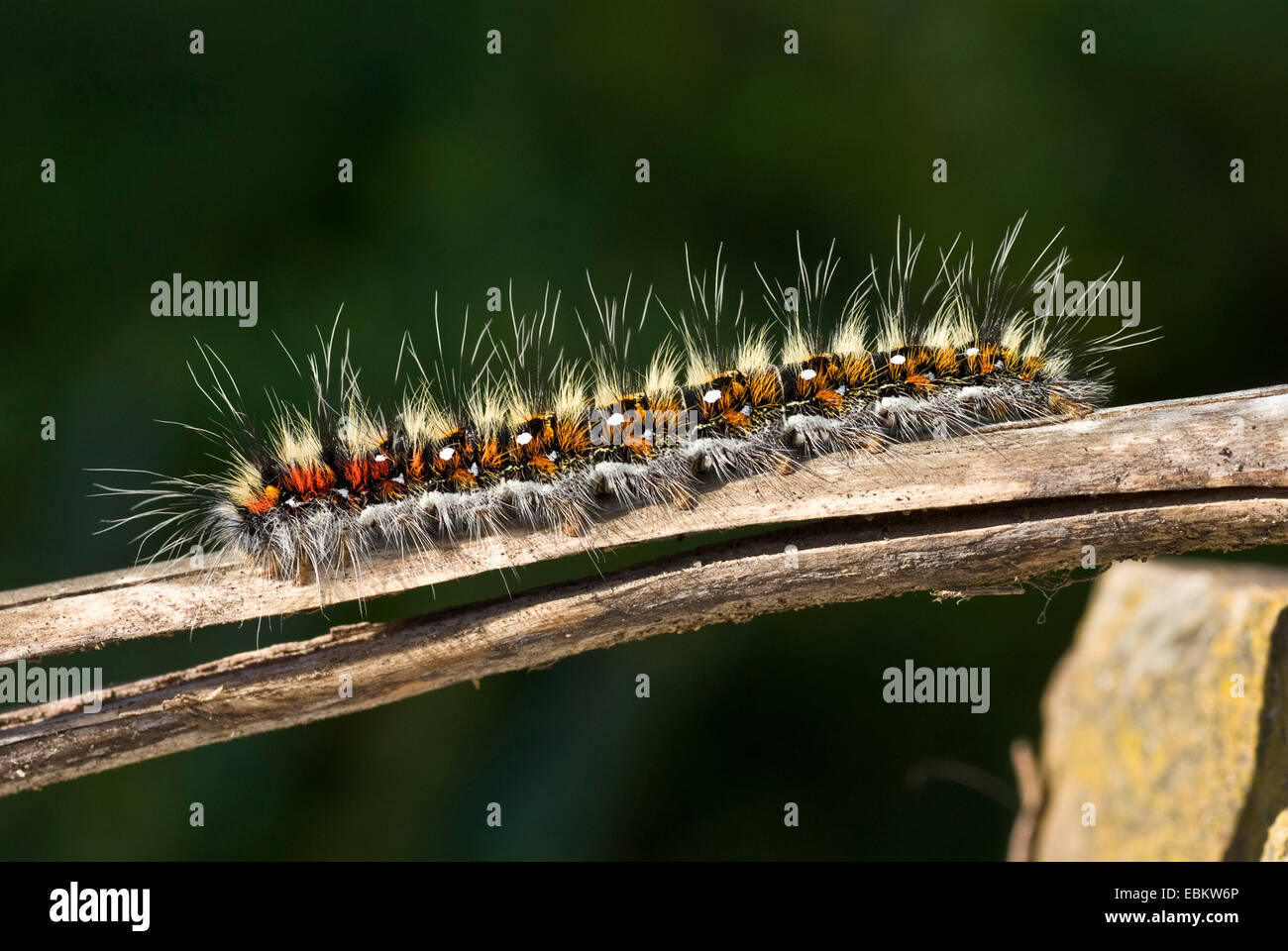 Polilla Psilogaster loti), Caterpillar sobre una ramita, Alemania  Fotografía de stock - Alamy