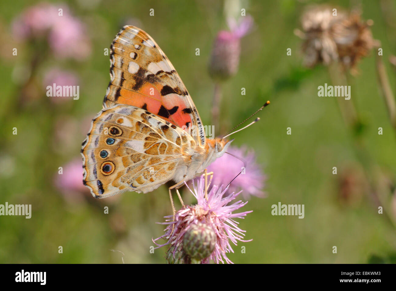 Painted Lady, thistle (Cynthia cardui, Vanessa cardui), chupando el néctar de un cardo, Alemania Foto de stock