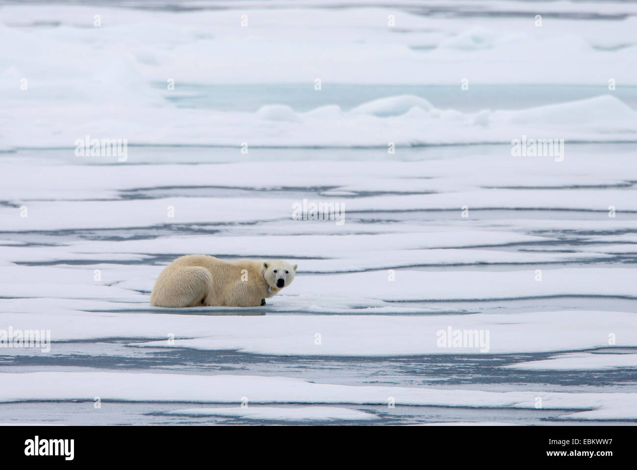 El oso polar (Ursus maritimus), hembra descansando sobre el mar de hielo, Noruega, Svalbard, Svalbard Inseln, Sju°yane Foto de stock