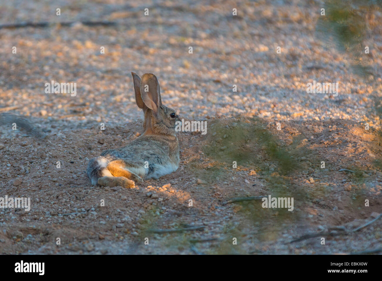 Desierto, desierto Cottontail CONEJO conejo (Sylvilagus audubonii), mintiendo en huecos, Phoenix, Arizona, EE.UU. Foto de stock