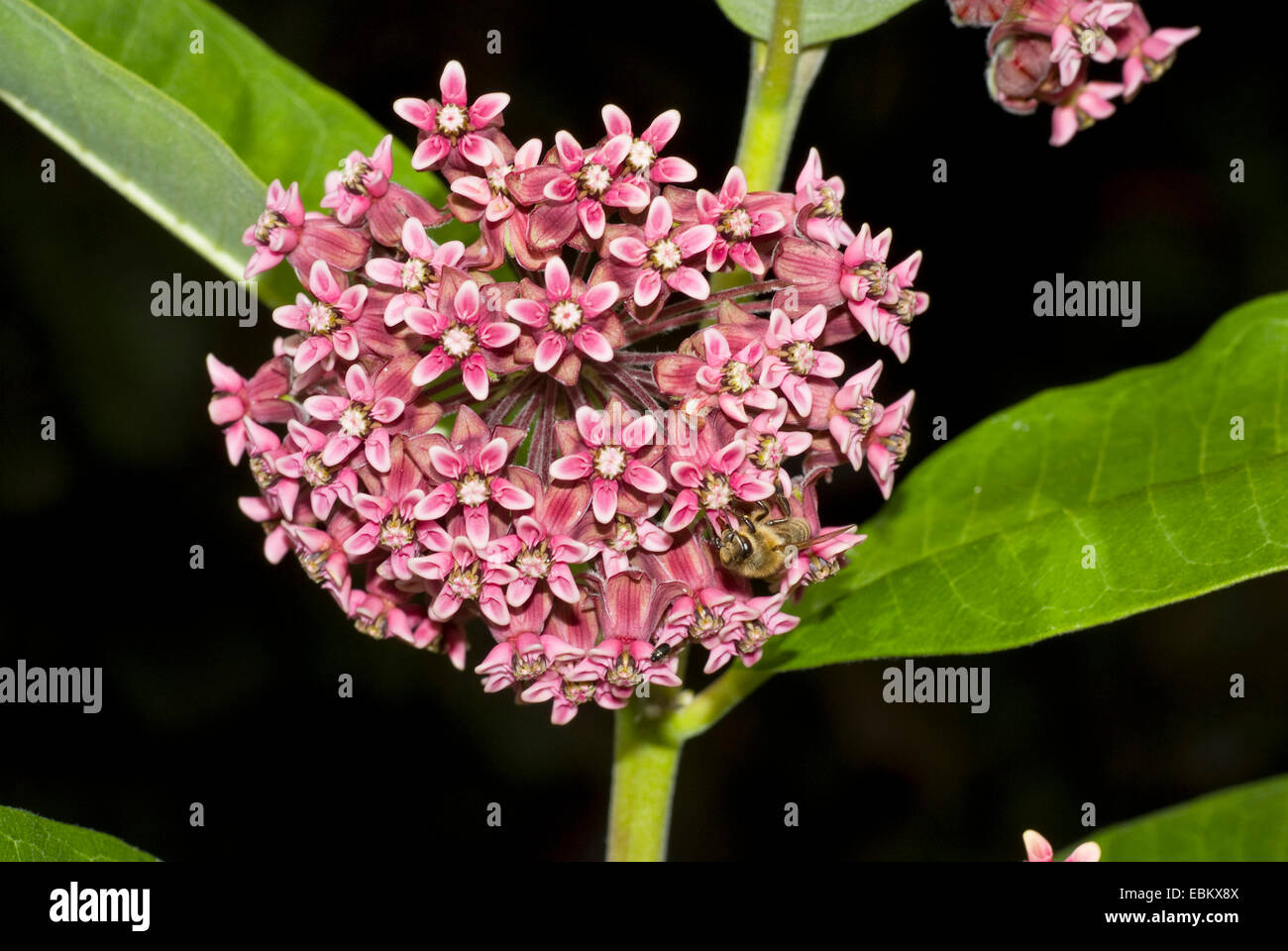 Asclepias, púrpura silkweed común (Asclepias syriaca), inflorescencia Foto de stock
