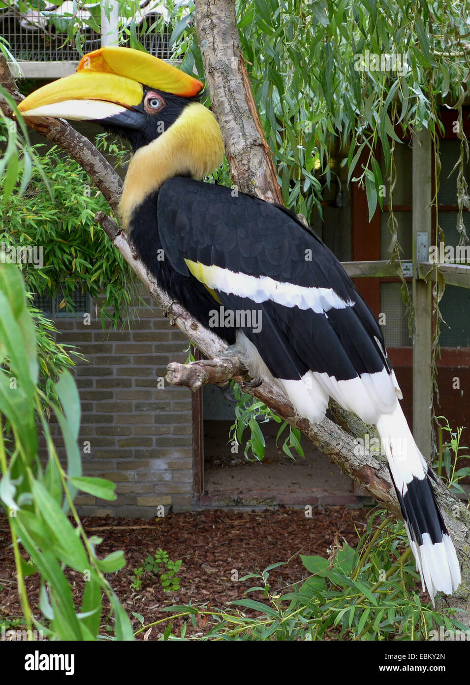 Gran Rinoceronte indio, Bucero Bucero (Buceros bicornis), en recinto al aire libre Foto de stock