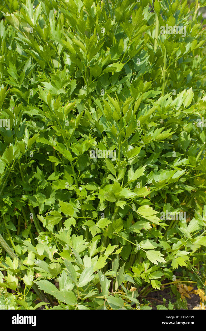 Jardín lovage, semilla de la vejiga (Levisticum officinale), lovage Foto de stock