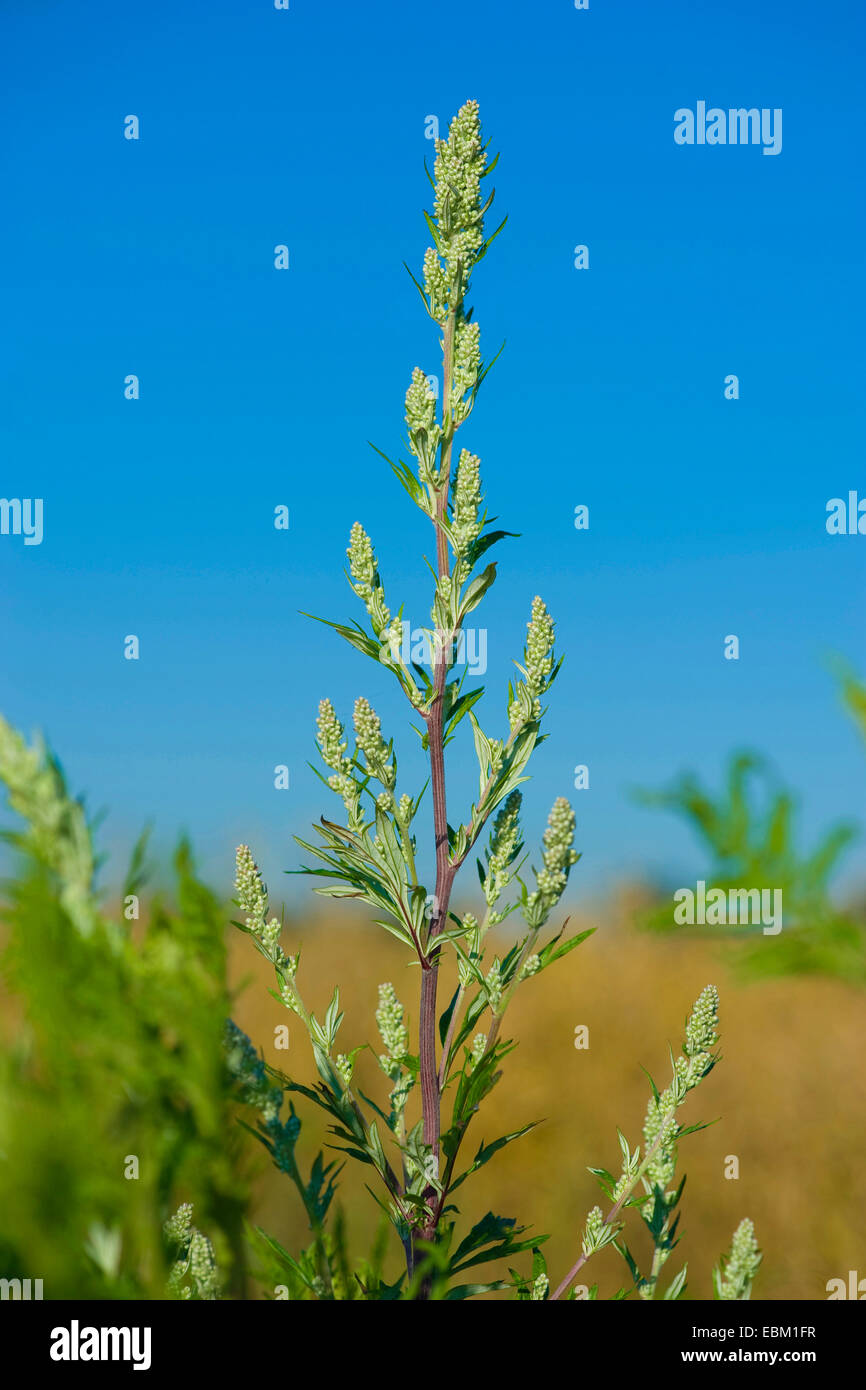 Mugwort común, común ajenjo (Artemisia vulgaris), contra el cielo azul, Alemania Foto de stock