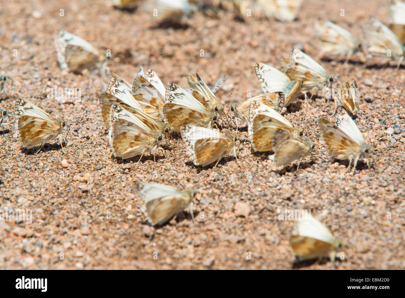 Skipper (blanco del norte Heliopetes ericetorum), grupo en el suelo chupando sales minerales, ESTADOS UNIDOS, Arizona, Río Verde Foto de stock