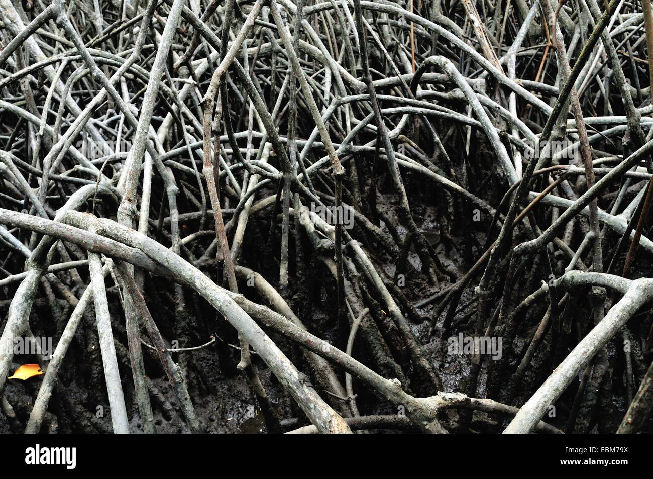Los manglares de Puerto Pizarro . Departamento de Tumbes .PERÚ Foto de stock