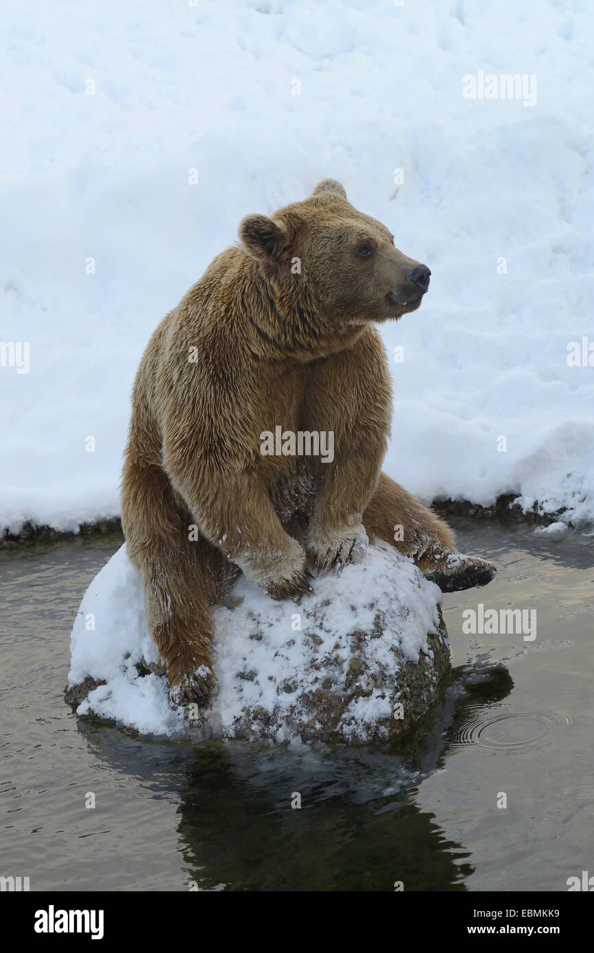 Oso pardo (Ursus arctos), sentado en una piedra, cautiva, Wildlife Park Langenberg, Langnau am Albis, Cantón de Zurich Foto de stock