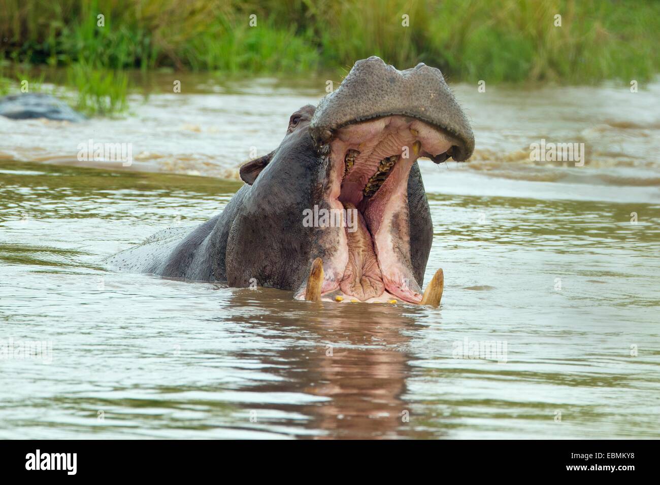 Hipopótamo (Hippopotamus amphibius) con una gran boca abierta, Massai Mara, Serengeti, provincia del Valle del Rift, Kenia Foto de stock