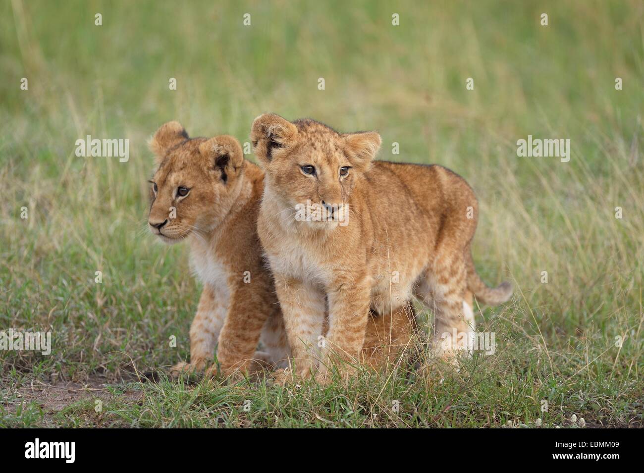 Dos León (Panthera leo) cubs, Massai Mara, Serengeti, provincia del Valle del Rift, Kenia Foto de stock
