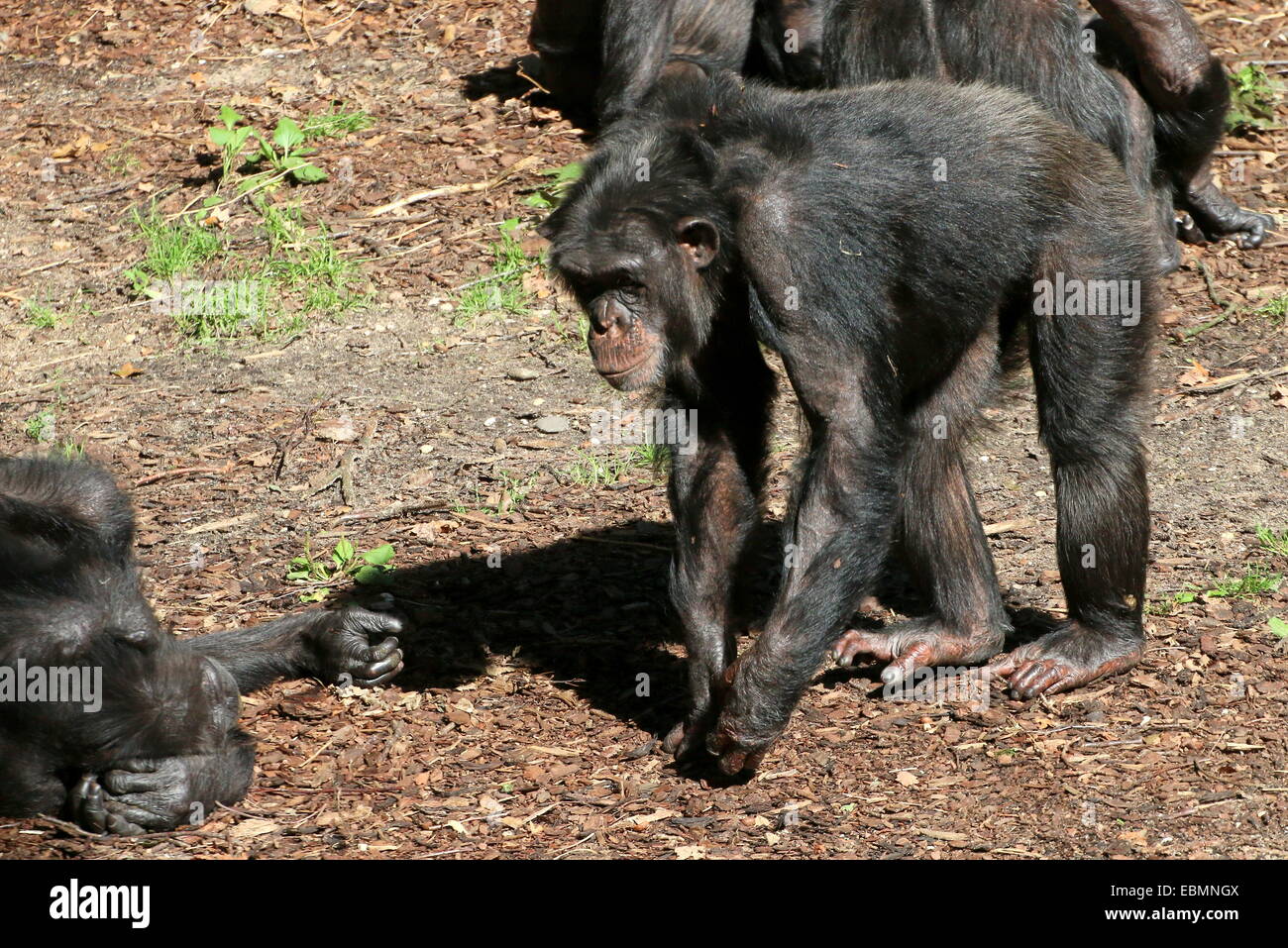 El chimpancé común (Pan troglodytes) entre un grupo de hermanos Foto de stock