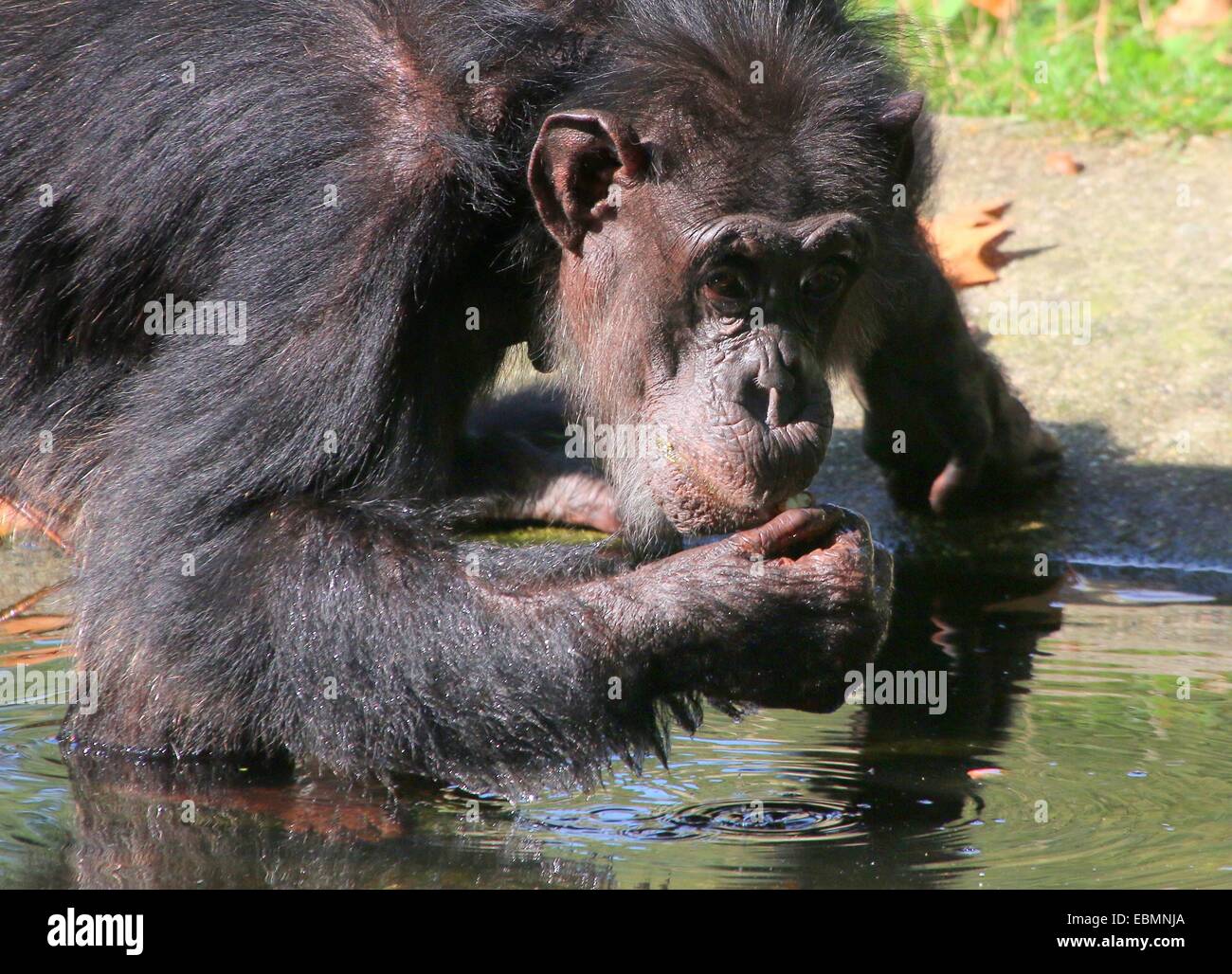 Mature chimpancé común (Pan troglodytes) agua potable en Bush Burgers' Zoo de Arnhem, Países Bajos Foto de stock