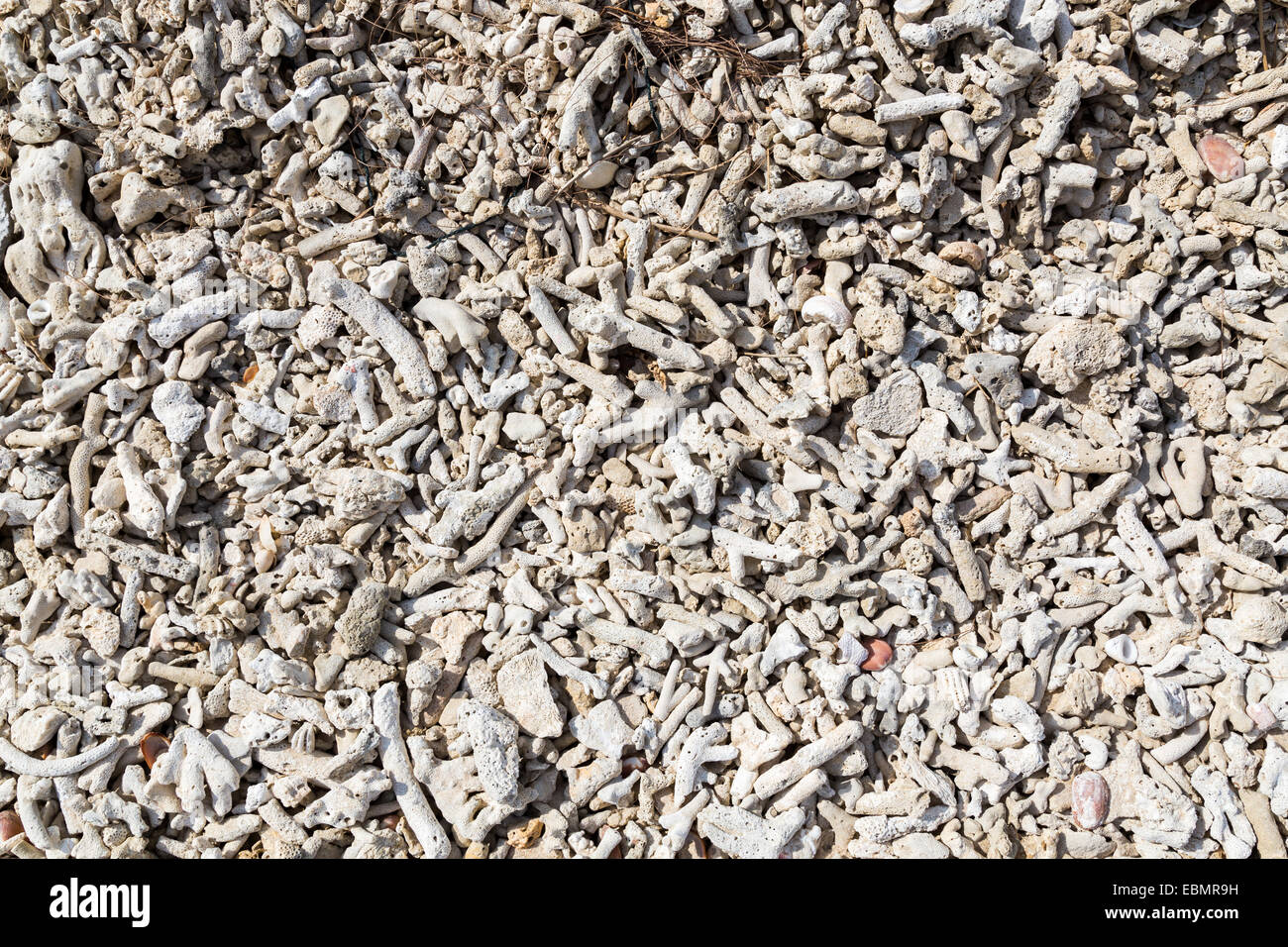 El blanqueamiento del coral en la playa como estructural Foto de stock