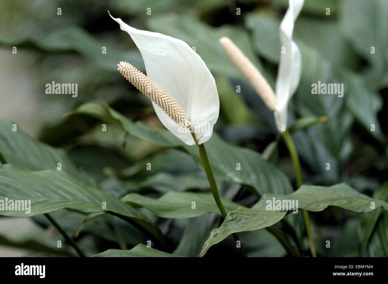 Blandum Spathiphyllum (Spathiphyllum), floreciendo Foto de stock