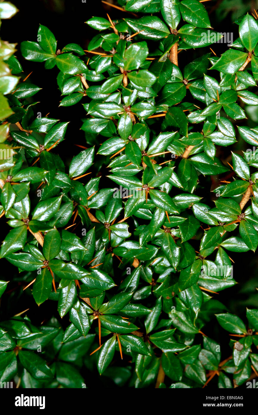 Verrugosa Agracejo (Berberis verruculosa), ramas Foto de stock