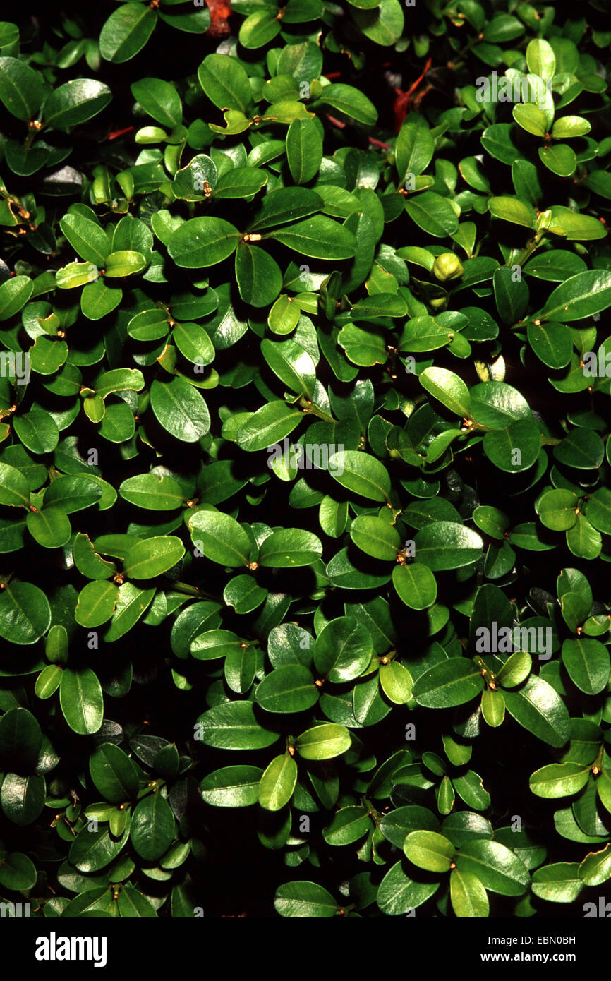 Coreano, Japonés boj boj (Buxus microphylla 'Verde' de almohadas, Buxus  microphylla Verde), cultivar Almohadas Almohada verde Fotografía de stock -  Alamy