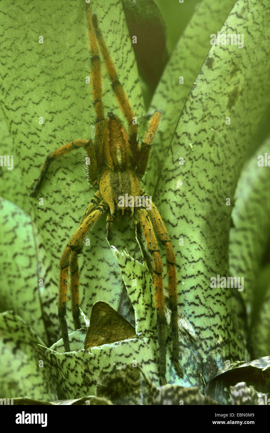 Araña errante (Cupiennius coccineus), hembra con aposematism Foto de stock