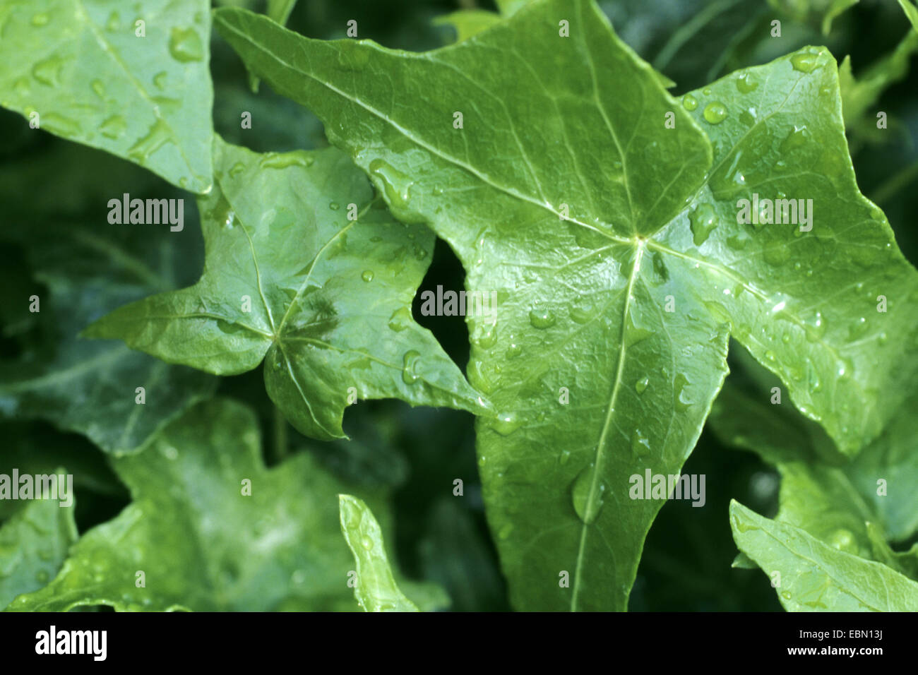 Seã±orita Lluvia Fotos e Imágenes de stock - Alamy