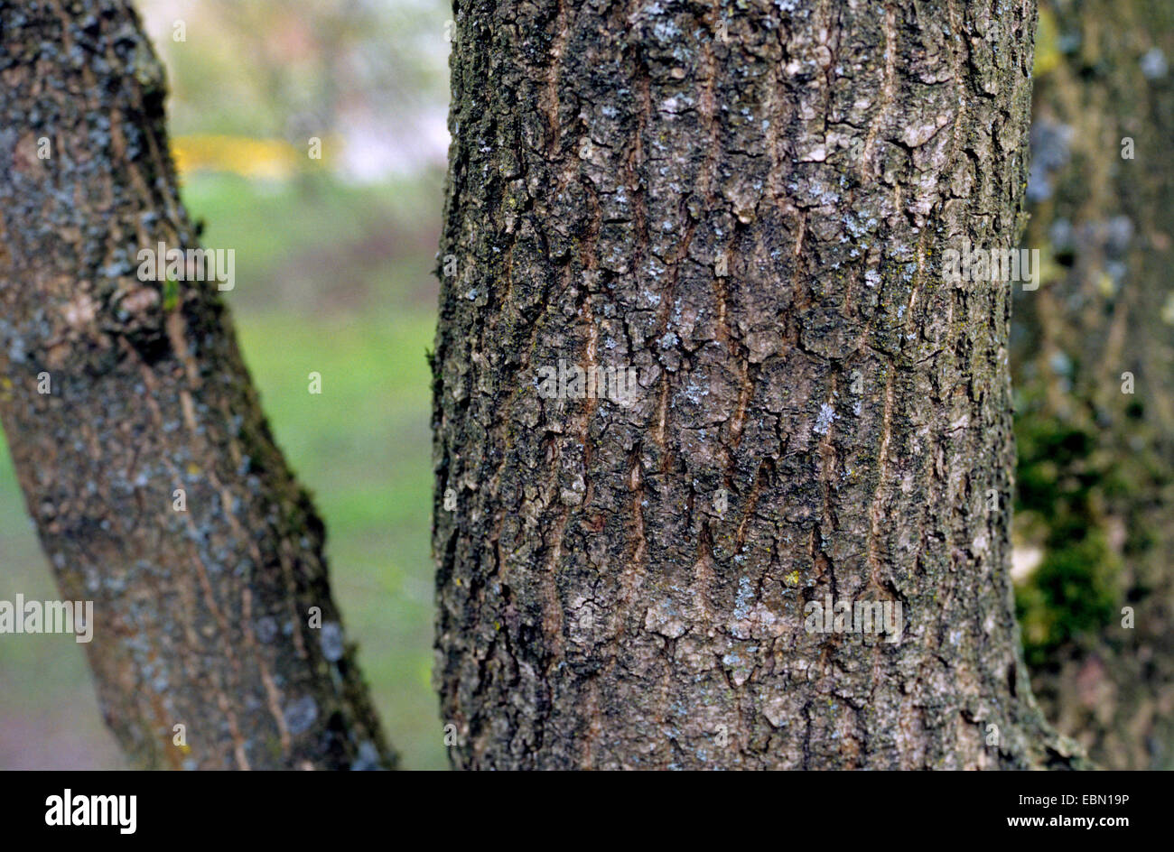 Árbol Guttapercha, Hardy Rubber Tree (Eucommia ulmoides), tronco Fotografía  de stock - Alamy