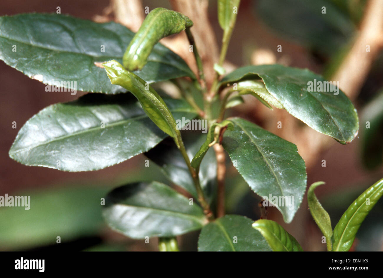 Amplio (Polyphagotarsonemus latus, ácaro Tarsonemus latus, Hemitarsonemus latus), parásitos en la planta de té, Camellia sinensis, daños Foto de stock