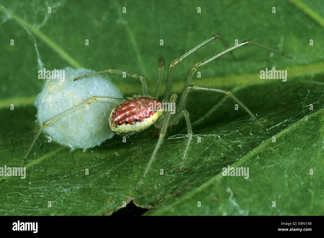 Rojo y blanco (araña Enoplognatha ovata, Enoplognatha lineata, Theridion redimitum), hembra con Cocoon Foto de stock