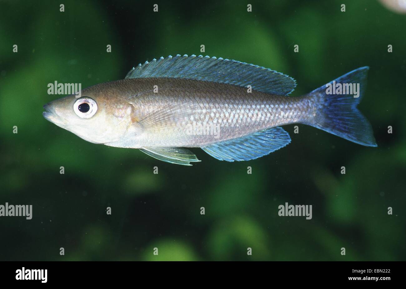 Cyprichromis leptosoma delgados (cíclidos), natación Foto de stock