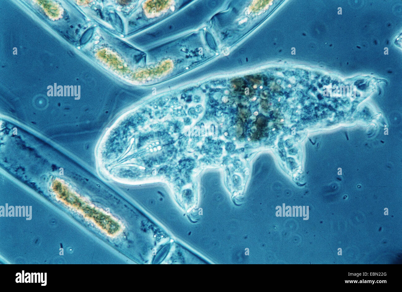 Oso de agua (tardigrade Hypsibius dujardini), fotografía microscópica ...