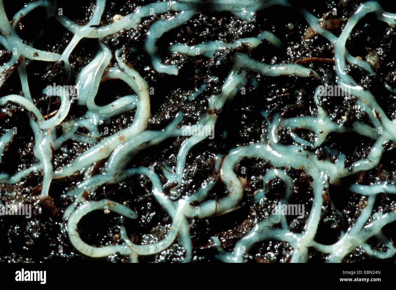 Blanco (potworm Enchytraeus albidus), gran número de gusanos en el suelo húmedo Foto de stock
