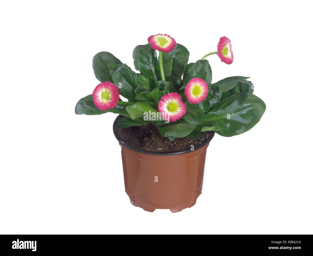 Daisy común, césped, Margarita (Bellis perennis margarita Inglés