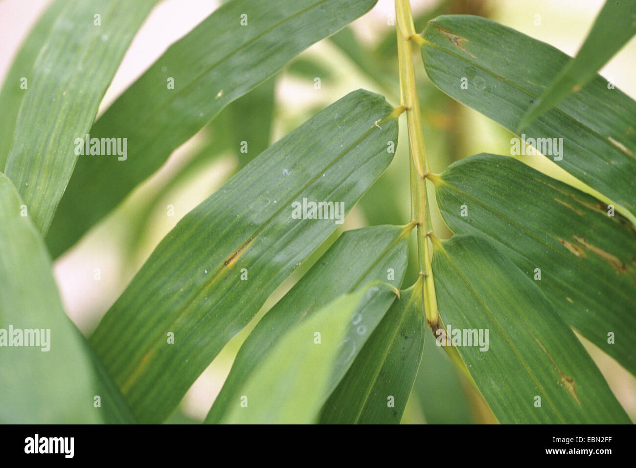 Golden Vivax, vigoroso Bambú Bambú (Phyllostachys vivax f. aureocaulis, Phyllostachys vivax', 'Aureocaulis Aureocaulis Phyllostachys vivax), hojas Foto de stock