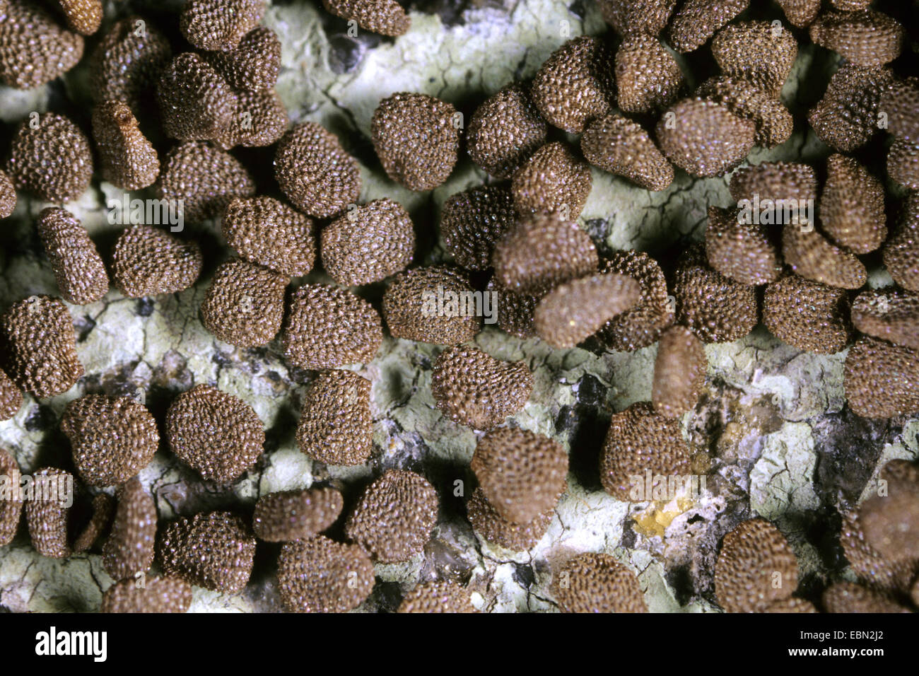 Beleño negro (Hyoscyamus niger), semillas Foto de stock