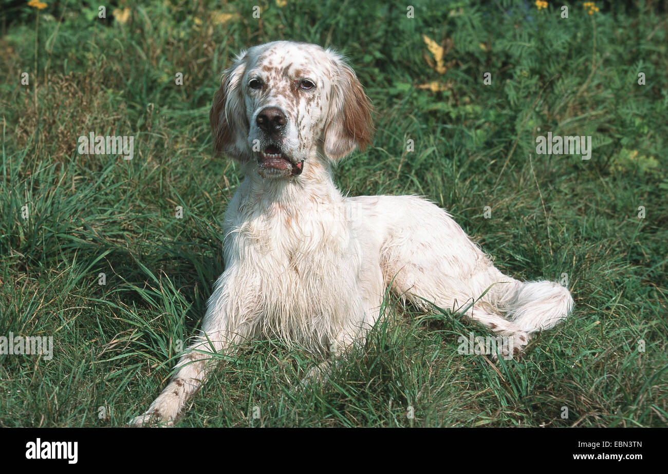 Setter inglés (Canis lupus familiaris) f., de dos años de edad, acostado en un prado Foto de stock
