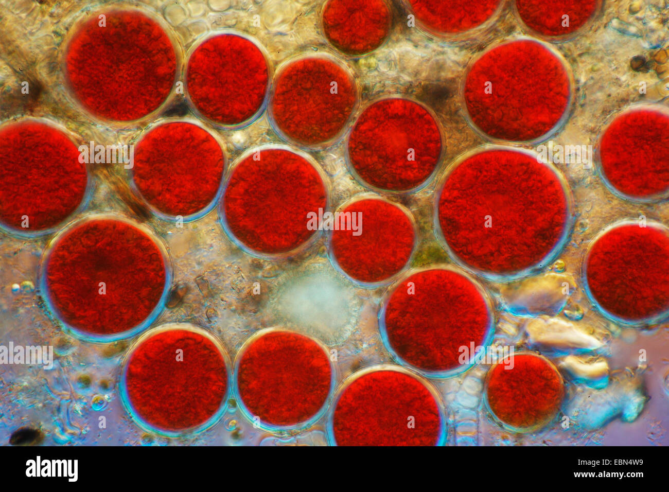 Haematococcus pluvialis (Haematococcus pluvialis), en contraste de interferencia diferencial Foto de stock
