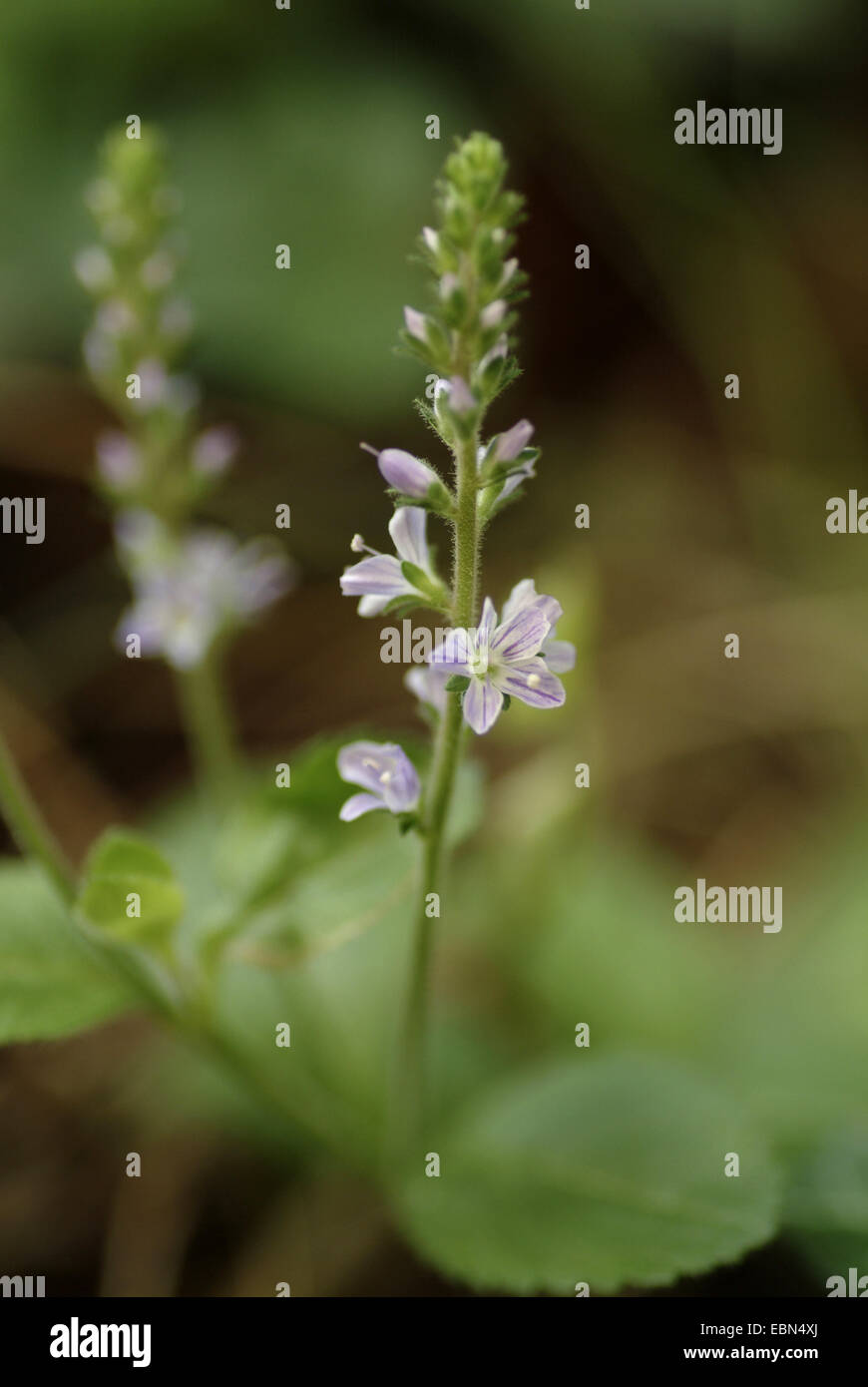 Common speedwell, Heath speedwell, gitanoweed (Veronica officinalis