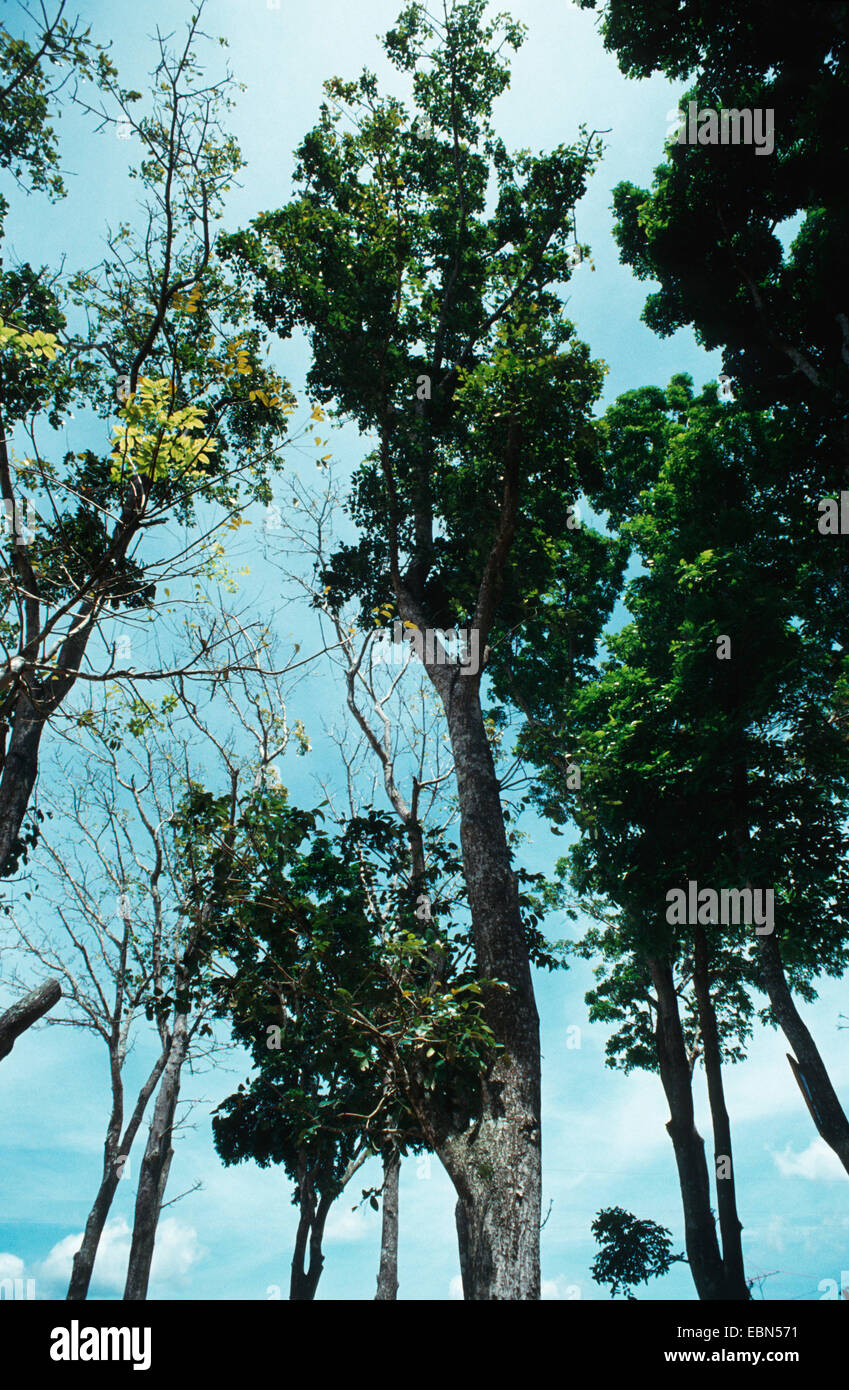 La caoba (Swietenia macrophylla), hábito Fotografía