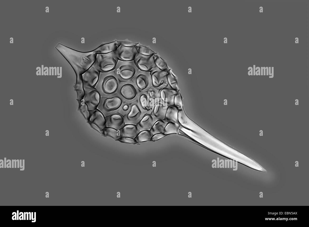 Radiolarios (radiolarios), radiolarian desde Barbados Foto de stock