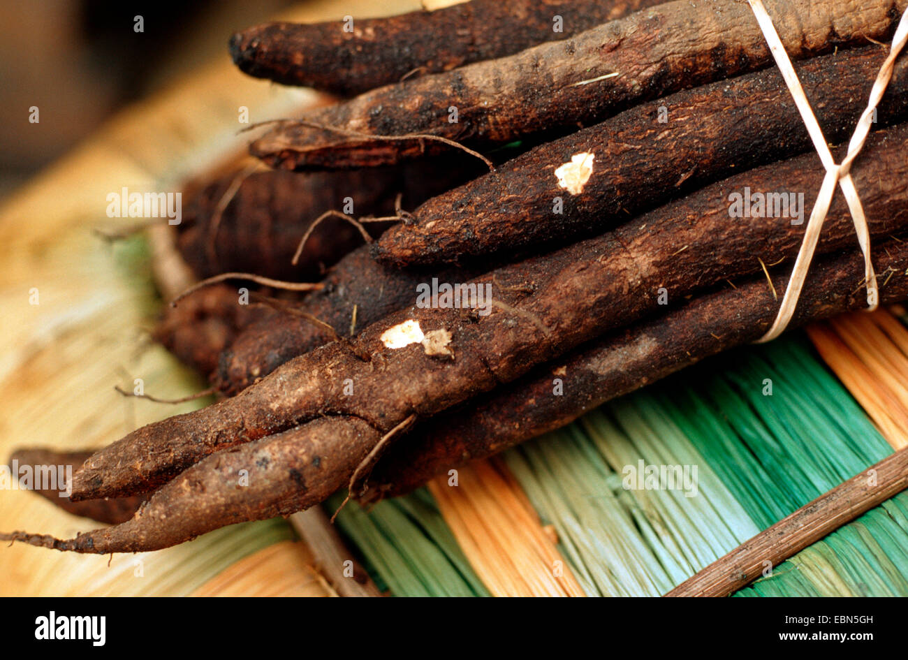 Negro (salsify "Scorzonera" hispanica), raíces cosechadas acostado sobre una mesa Foto de stock
