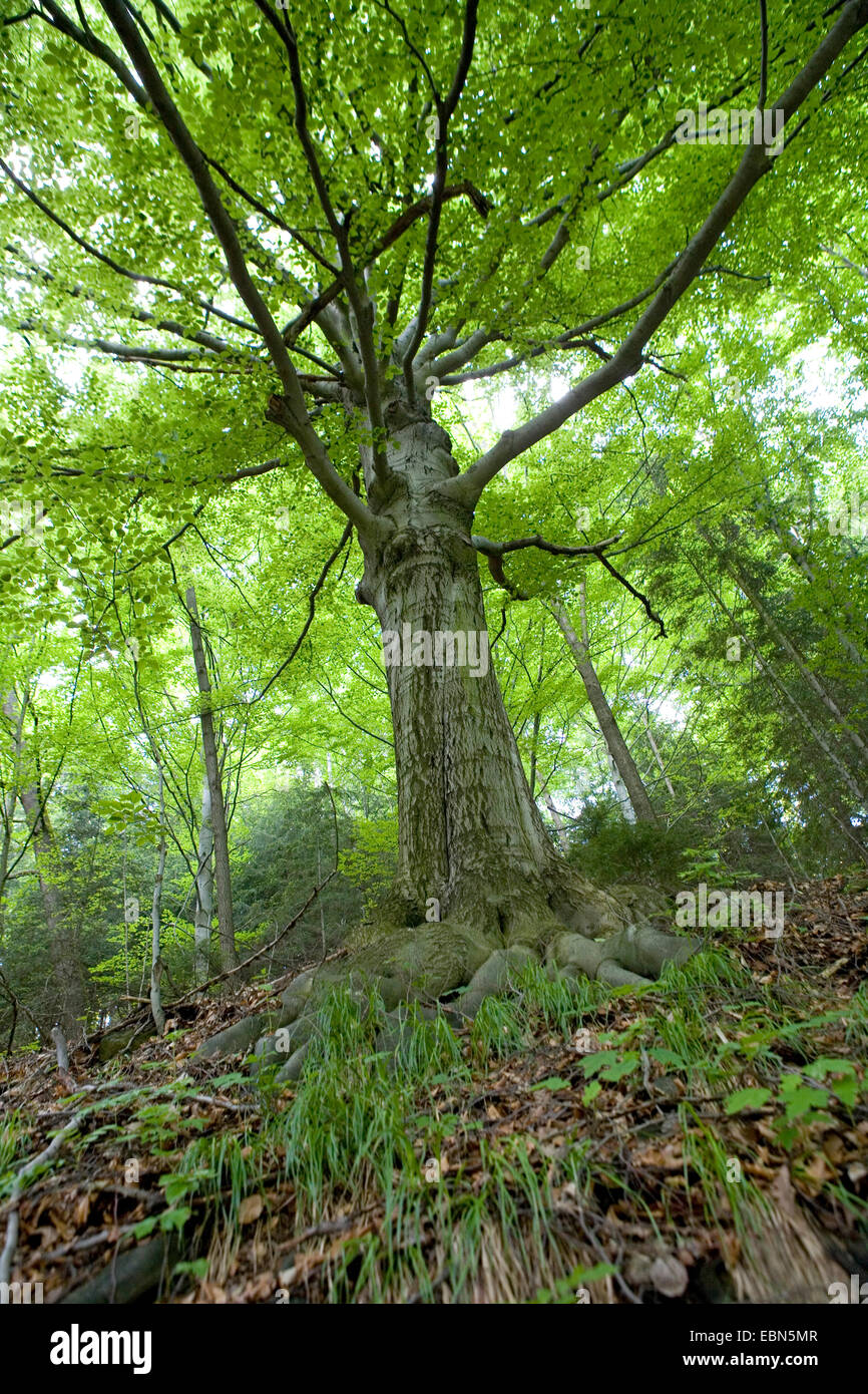Comunes De haya (Fagus sylvatica), en un bosque de hayas utilizado para la recolección de madera, Alemania, Sajonia Foto de stock